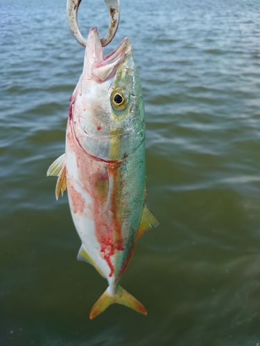 ツバスの釣果