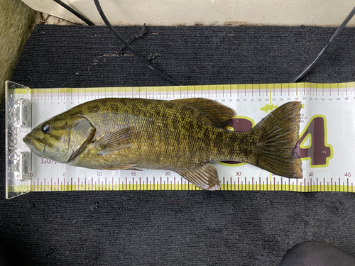 スモールマウスバスの釣果