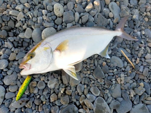 ショゴの釣果