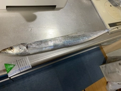 タチウオの釣果