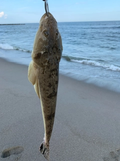 マゴチの釣果