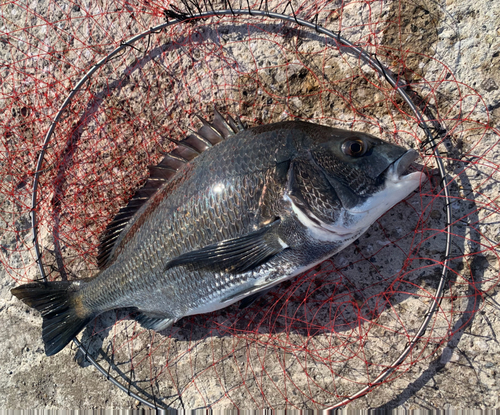 チヌの釣果