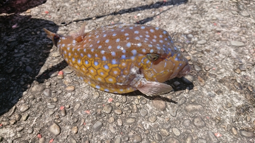 イシガキフグの釣果