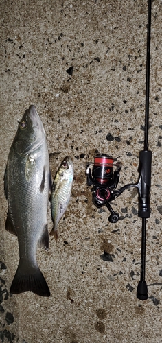 シーバスの釣果