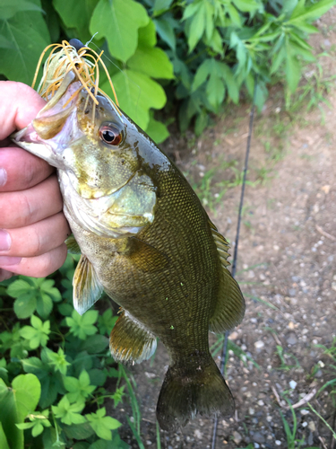 スモールマウスバスの釣果