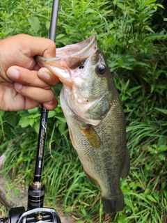 ラージマウスバスの釣果