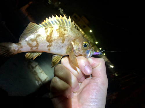 アカメバルの釣果