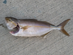 ショゴの釣果