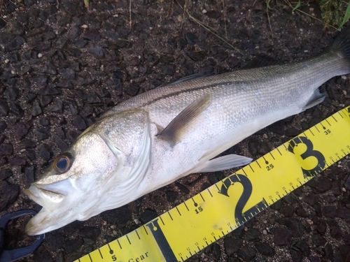 シーバスの釣果