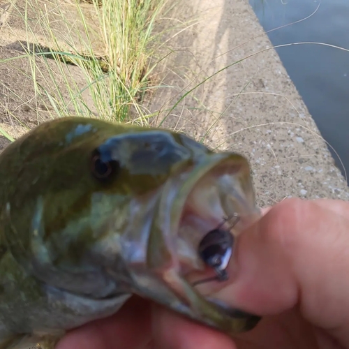 スモールマウスバスの釣果