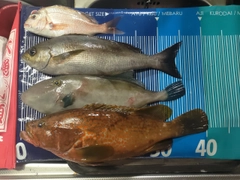 アコウの釣果