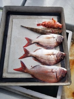 タイの釣果