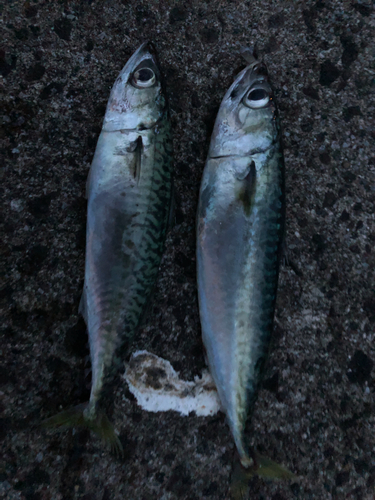 サバの釣果