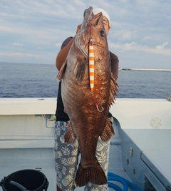 アラの釣果