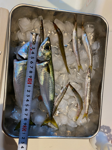 サバの釣果