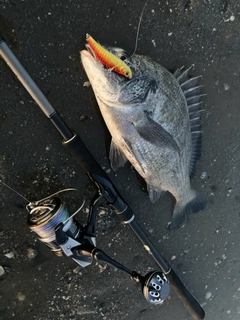 チヌの釣果