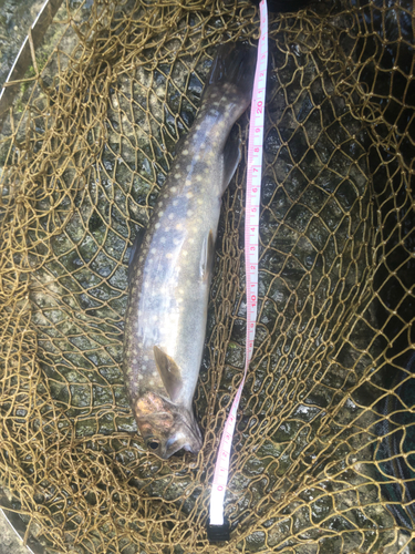 イワナの釣果