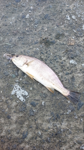 イシモチの釣果