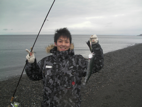 サクラマスの釣果