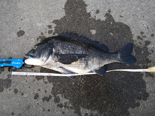 クロダイの釣果