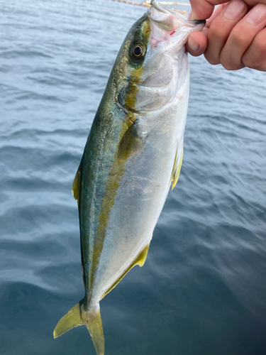 イナダの釣果