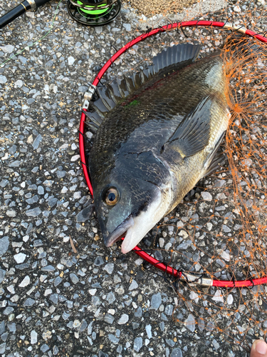 クロダイの釣果