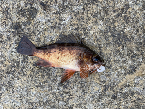 メバルの釣果