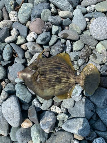 カワハギの釣果