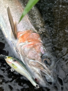 ニジマスの釣果