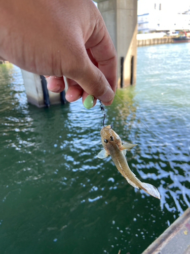 マハゼの釣果