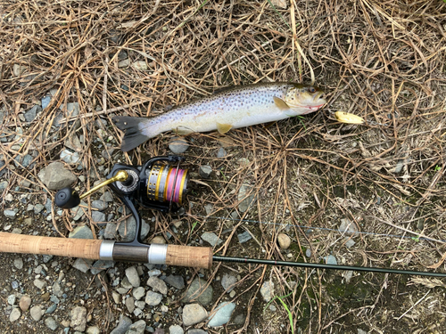 ブラウントラウトの釣果