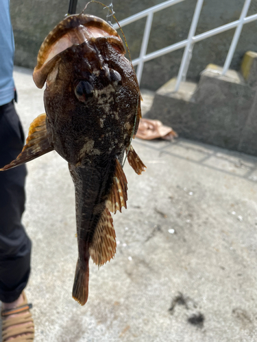 カジカの釣果