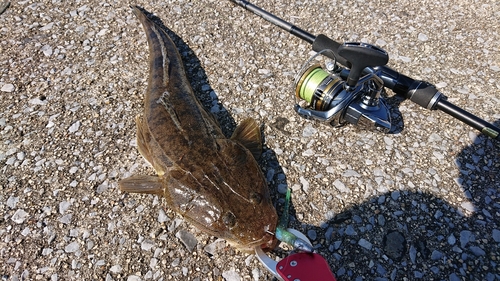 マゴチの釣果