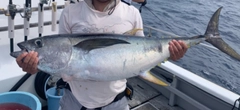 キハダマグロの釣果