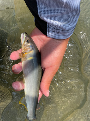 アユの釣果