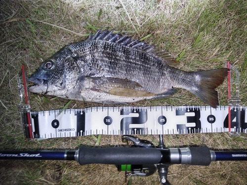 チヌの釣果