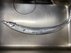 タチウオの釣果