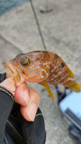 キジハタの釣果