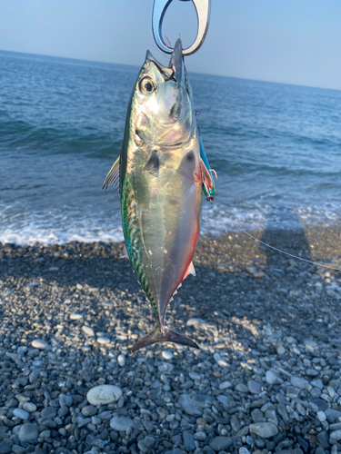 スマガツオの釣果