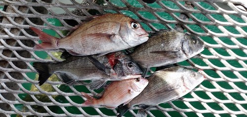 タイの釣果