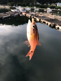 ネンブツダイの釣果