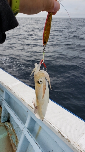 ケンサキイカの釣果