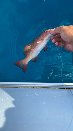 アカジンミーバイの釣果