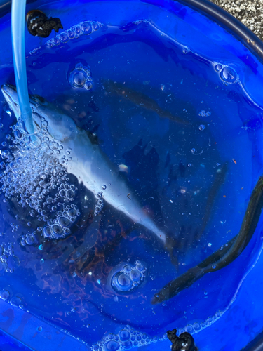 サバの釣果