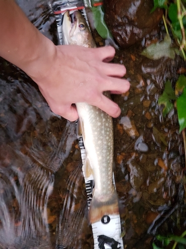 イワナの釣果