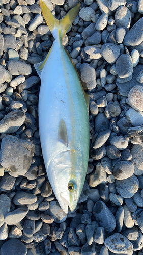 ワカナゴの釣果