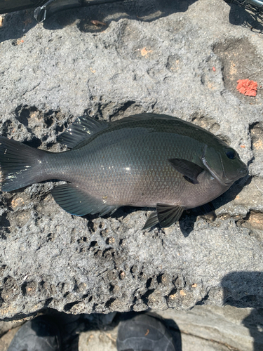 メジナの釣果