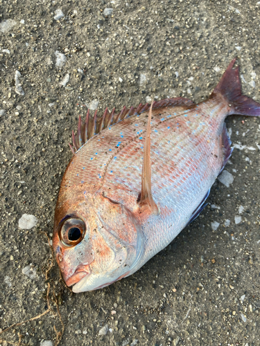 タイの釣果