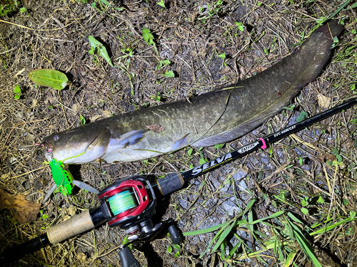 ナマズの釣果