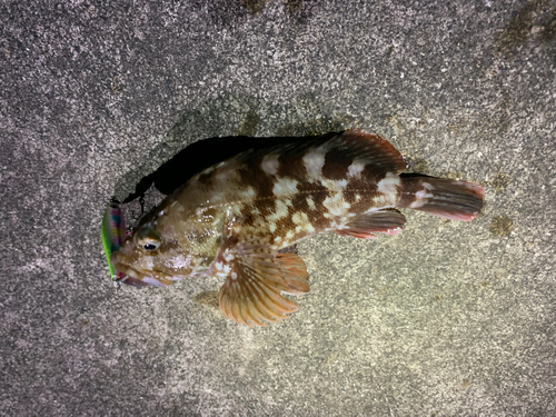 カサゴの釣果